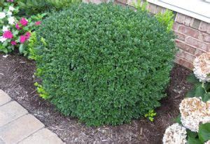 Green Velvet Boxwood Hahira Nursery Buy Georgia Plants Online