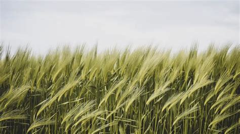 What Is Pasture In Agriculture Agruculture Lore