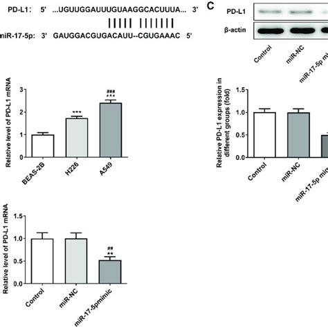 Mir P Negatively Regulated The Expression Of Pd L A The Binding