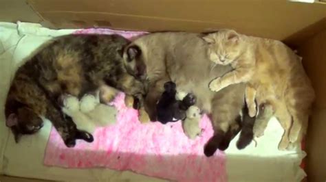 Three Mom Cats Raising Their Newborn Kittens Together Youtube