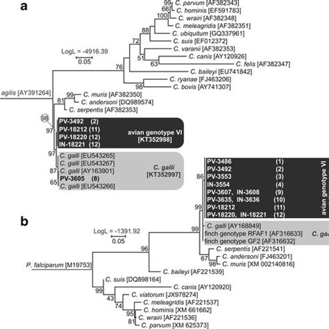 Maximum Likelihood Tree Of 18S RRNA Gene Sequences The Evolutionary