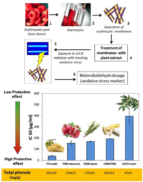 Antioxidants Free Full Text Comparison Between In Vitro Chemical