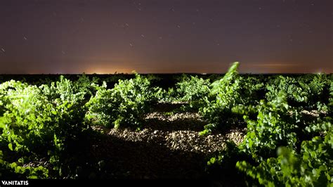 El terruño de Rueda a través de Menade Sauvignon Blanc