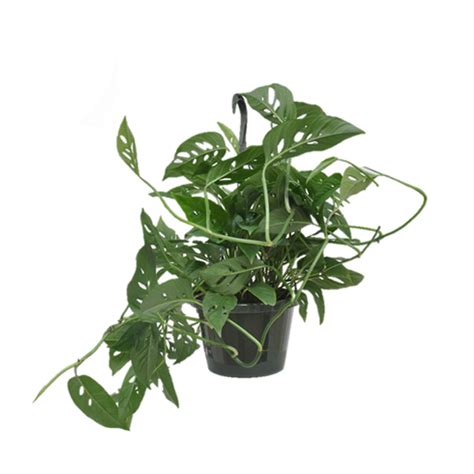 Swiss Cheese Philodendron Plant Jungle