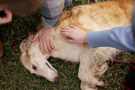 Epilepsia en perros Clínica Veterinaria Roig