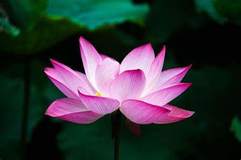 Different Types Of Lotus Flowers With Pictures House Grail