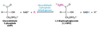 Glycolysis Bioc Introduction To Biochemistry