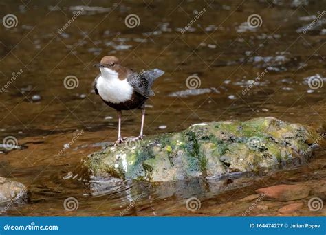 Dipper Cinclus Cinclus Perched On Rock In River Stock Image Image Of