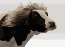 Cow Meme - Cow - Discover & Share GIFs