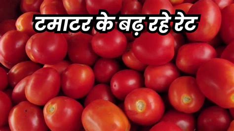 Tomato Price Hike 80 रुपये किलो बिकने लगा टमाटर दाम अभी और बढ़ने के हैं आसार Tomato Price