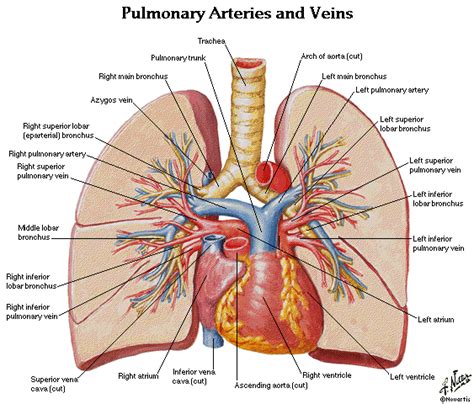 Anatomy Of Pulmonary Arteries Anatomical Charts And Posters