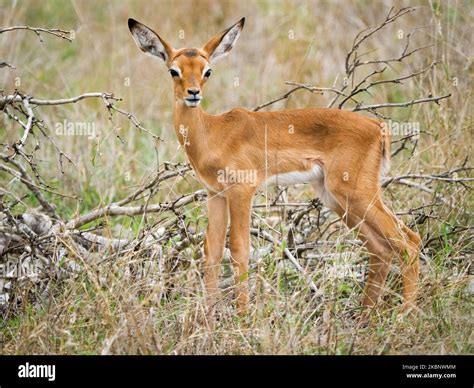 Impala Aepyceros Melampus Lamb Fawn Mpumalanga South Africa Stock