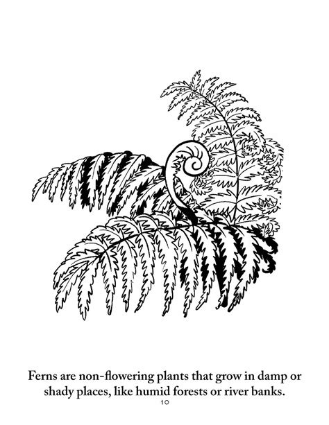 Botany Coloring Pages | Sassafras Science
