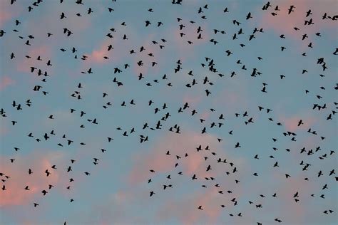 Grackle Migration Photograph by Candice Lowther - Fine Art America