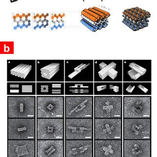 Three Dimensional Self Assembly Of Dna Molecules A Schematic Diagram