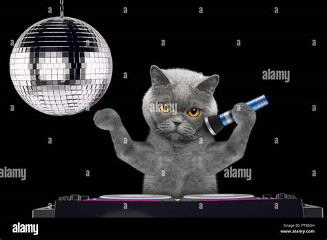 Cute Cat Singing With Microphone A Karaoke Song In A Night Club