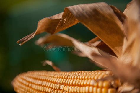 Fotos De Stock De Planta De Milho Madura Espiga De Milho Fotos De