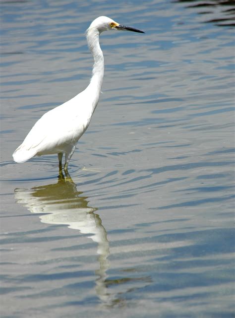 images wing white wildlife reflection beak predator avian
