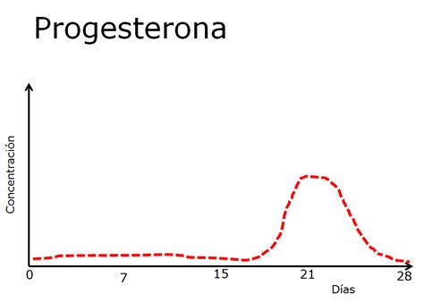 Ciclo Menstrual Femenino 2 Las Hormonas En El Ciclo