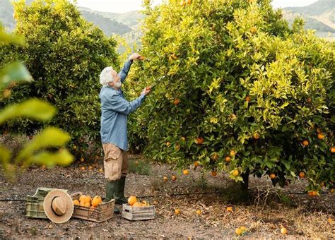 Beginner’s Guide for Planting Fruit Trees | Suffolk Gazette