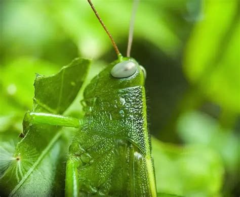 Grasshopper Sighting? Here's What It Might Mean! - SerFeliz