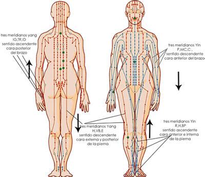 Meridianos de acupuntura Yo Soy Energía