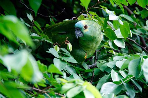 Free Stock Photo Of Parrot Hiding Inside Green Leaves Download Free