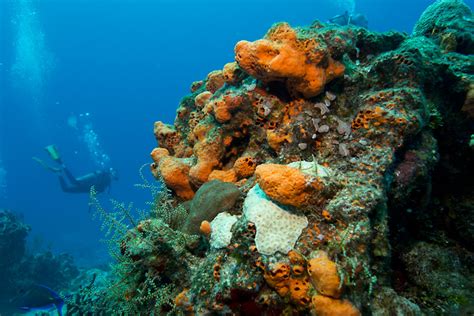 Diving with George: My First Experience Scuba Diving in Cozumel ...