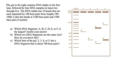 The Gel To The Right Contains Dna Ladder In The First Lane Followed By