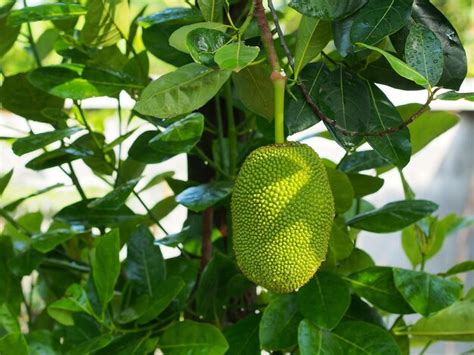 premium photo young jackfruit hanging  tree