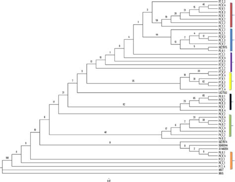 Phylogenetic tree constructed using polymorphisms obtained from ...