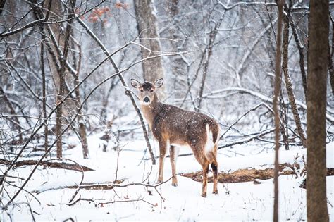 Косуля зимой (Много фото!) - treepics.ru