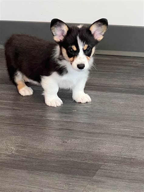 Pembroke Welsh Corgi Puppies For Sale In Indiana