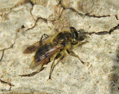 Chalcosyrphus Eunotus Male Oxhouse Farm Warwickshire Flickr