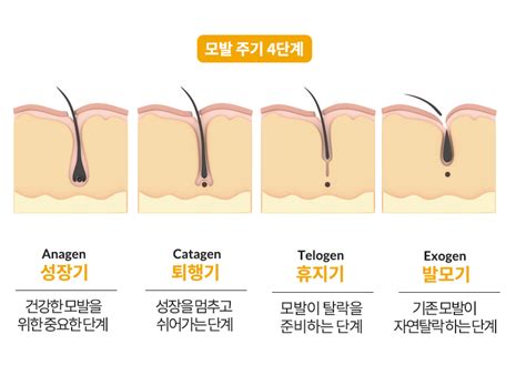 모발에도 성장주기가 있다 닥터그라프트가 알려드립니다 Drgraft ｜ Scalpcaretip