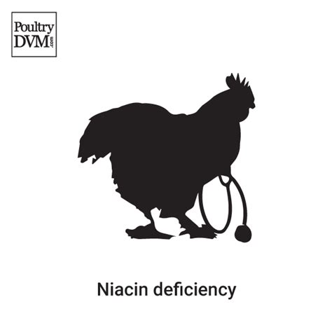 Niacin deficiency in Chickens