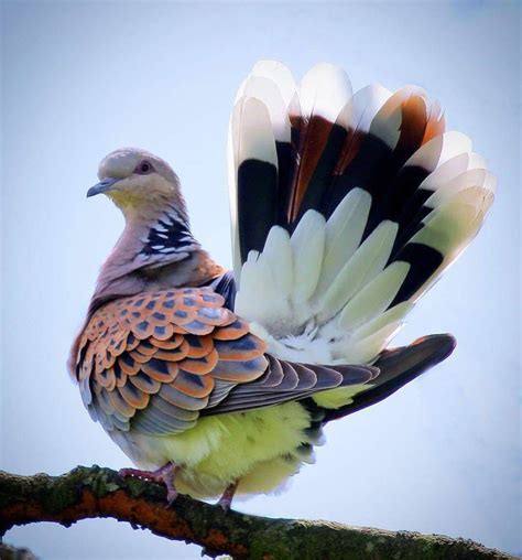 Turtle Dove 鳥の写真 カラフルな鳥類 美しい鳥