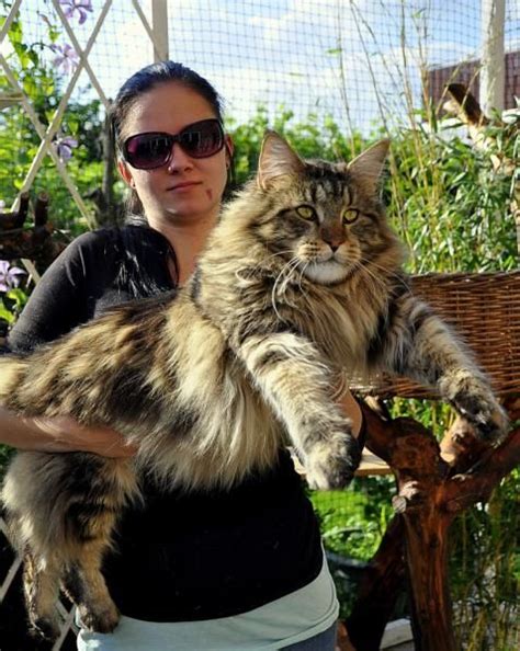 Giant Maine Coon Cats For Sale Black Smoke Silver Maine Off