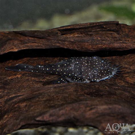 L255 Spotted Medusa Pleco Ancistrus Sp Aqua Imports