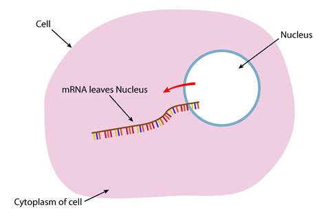 Dna Rna Can Leave the Nucleus