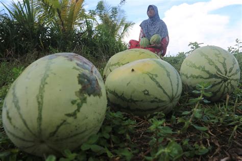 Cara Menanam Semangka Dari Pembibitan Pemeliharaan Dan Panen