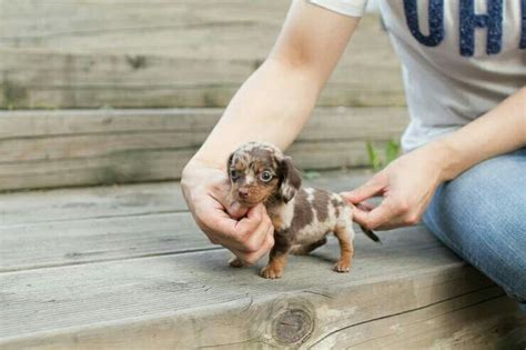 63+ Teacup Mini Dachshund Full Grown - l2sanpiero