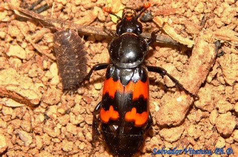 Coleoptera Silphidae Nicrophorus Marginatus Margined Burying Beetle A