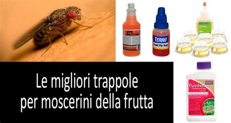 Le Migliori Trappole Del Per Moscerini Della Frutta Che Funzionano