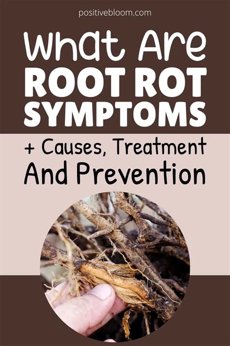 What Are Root Rot Symptoms Causes Treatment Prevention