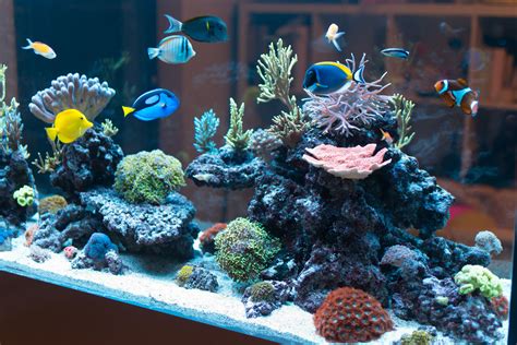 Salt for marine aquarium - pastorpublishing