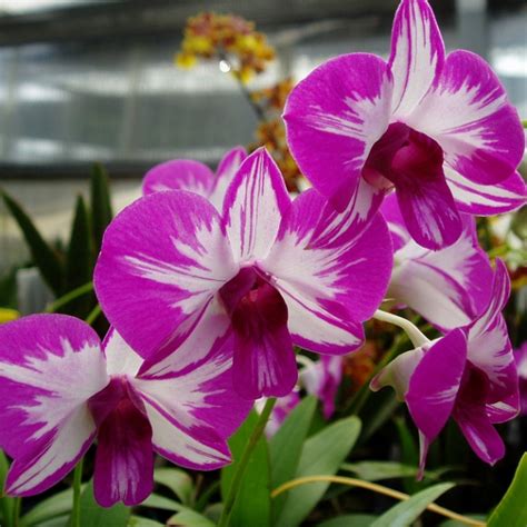 Dendrobium Compactum