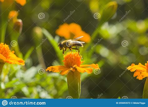 Honey Bee Apis Mellifera Forager Collects Nectar From The Orange