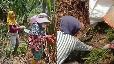 Viral Sekelompok Emak Emak Tangkap Ular Piton Ekspresi Girang Curi