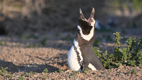 Llegaron Los Primeros Pingüinos A Chubut Y Hay Protocolos Por La Gripe